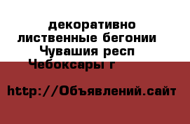 декоративно лиственные бегонии - Чувашия респ., Чебоксары г.  »    